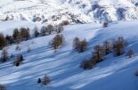 Auron